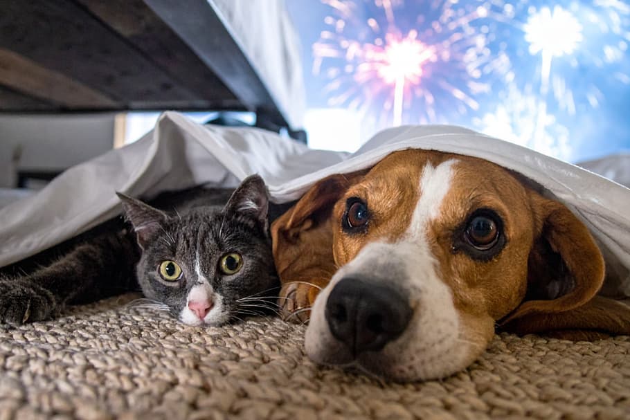 Silvester – alle Jahre wieder