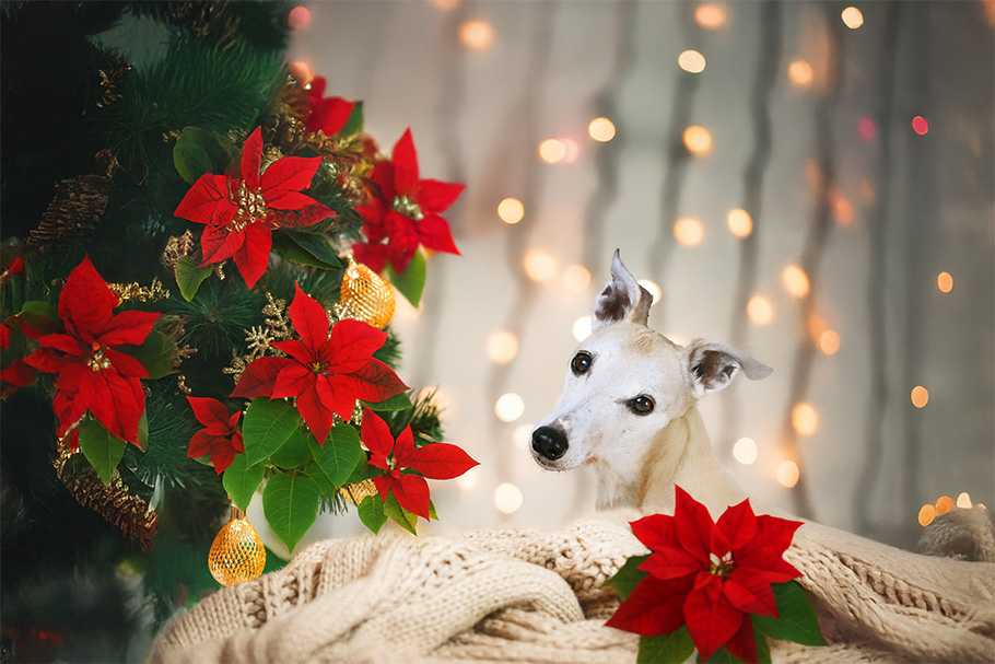 Pflanzen im Haus – schön, aber oho