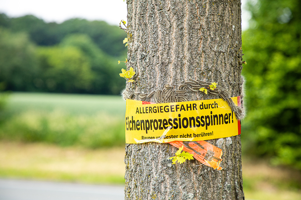 Eichenprozessionsspinner an der Eiche: Brennhaare und Gefahr für Hunde beim Spaziergang