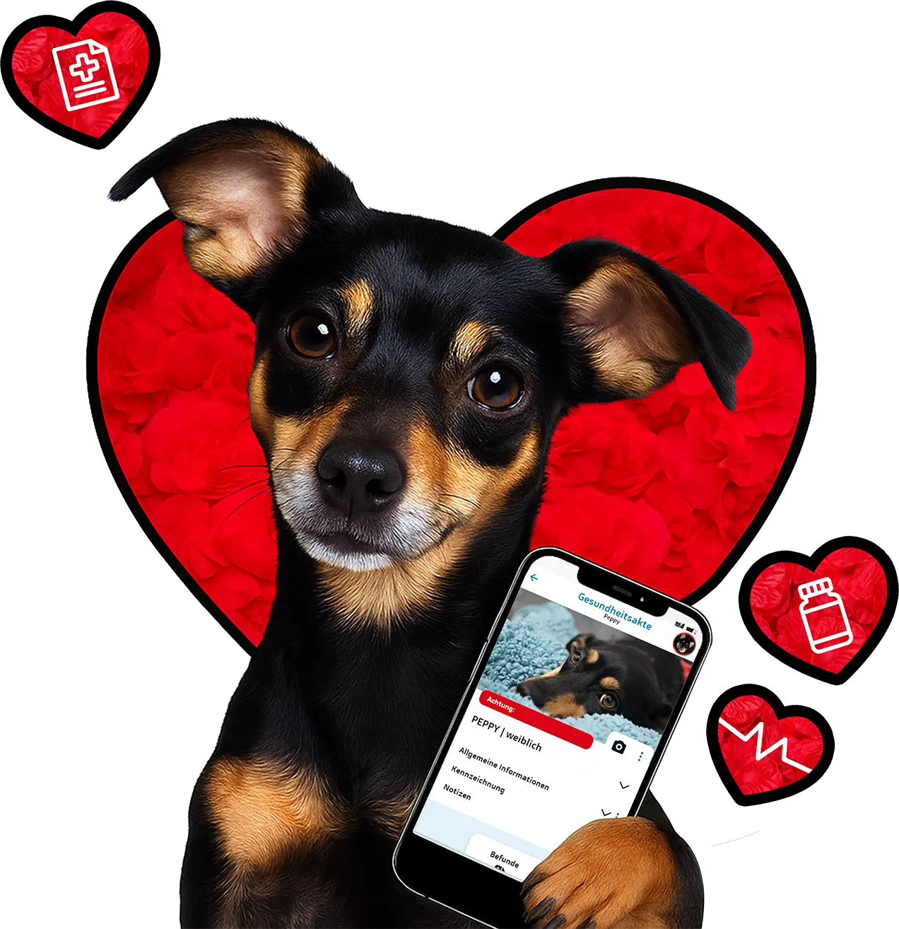 Freddy - Notfall-App für Hunde