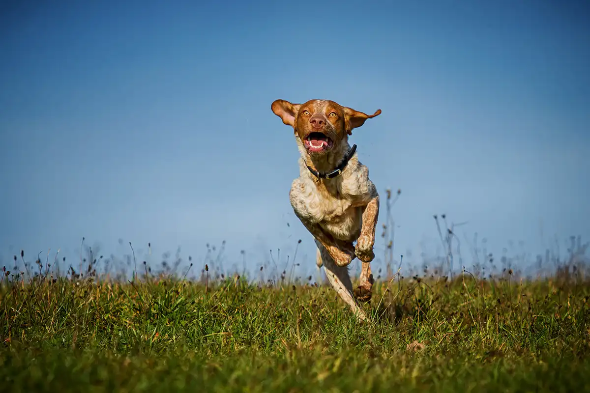 Ein fremder Hund ohne Begleitung: So reagieren Sie richtig