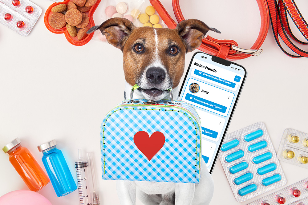 Jack Russell mit Erste-Hilfe-Köfferchen, umgeben von Medikamenten, Futter und Leine