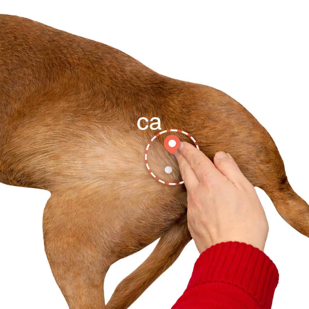 Anleitung: Puls beim Hund an der Oberschenkelarterie messen - TAPS-Schema