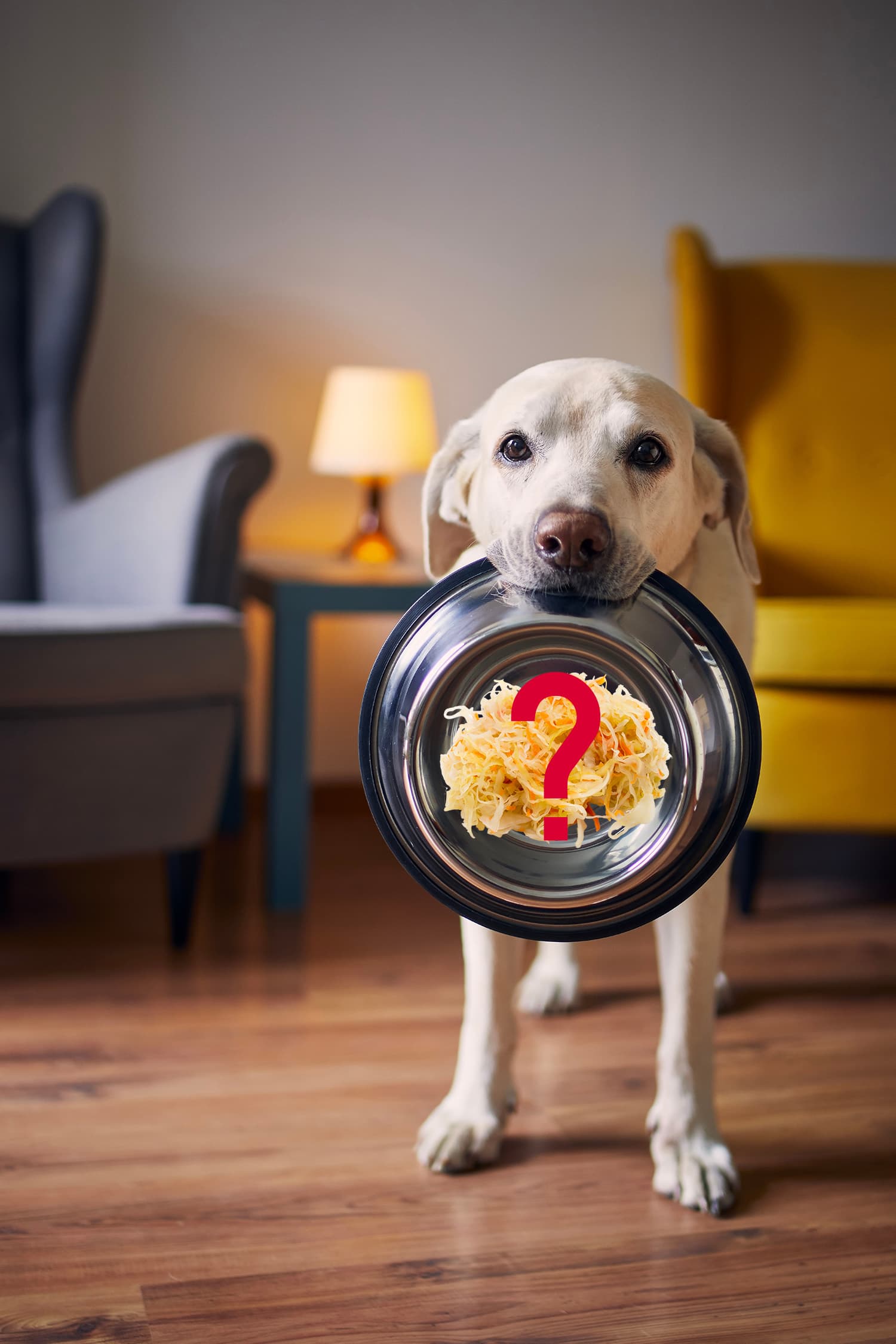 Hund hat Fremdkörper verschluckt, Tierärztin oder Tierarzt zuerst, Sauerkraut nur nach Rücksprache