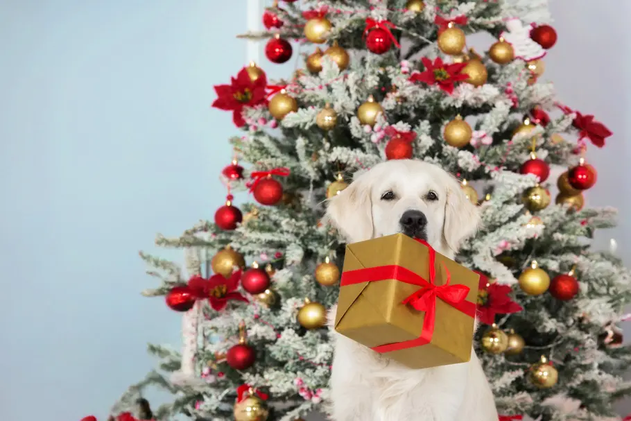 Adventszauber für Hundemenschen, Wohlfühlzeit für dich & deinen Vierbeiner