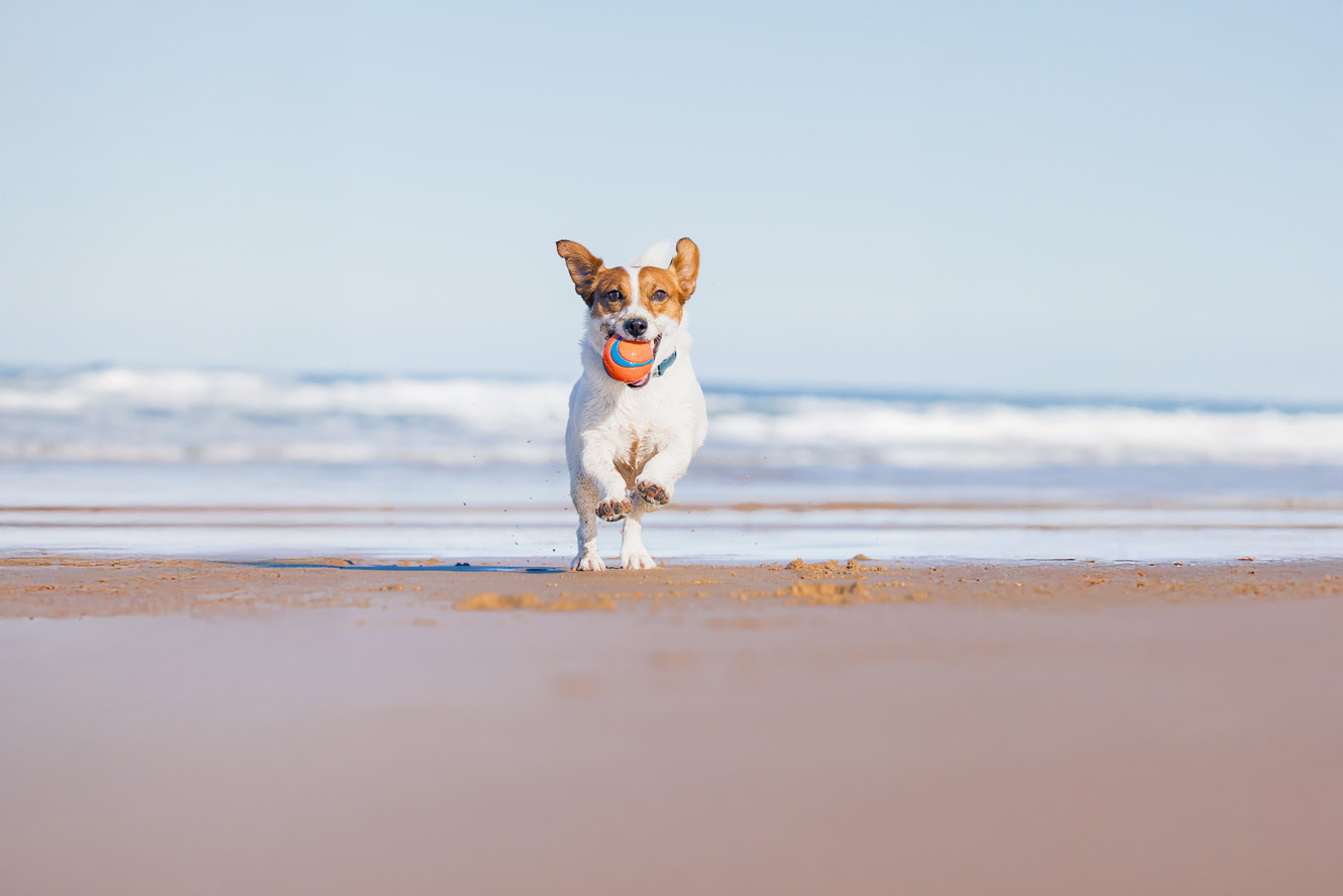 Hund am Strand mit Ball: Urlaub mit Hund und Reise- & Notfall-Checkliste für unterwegs