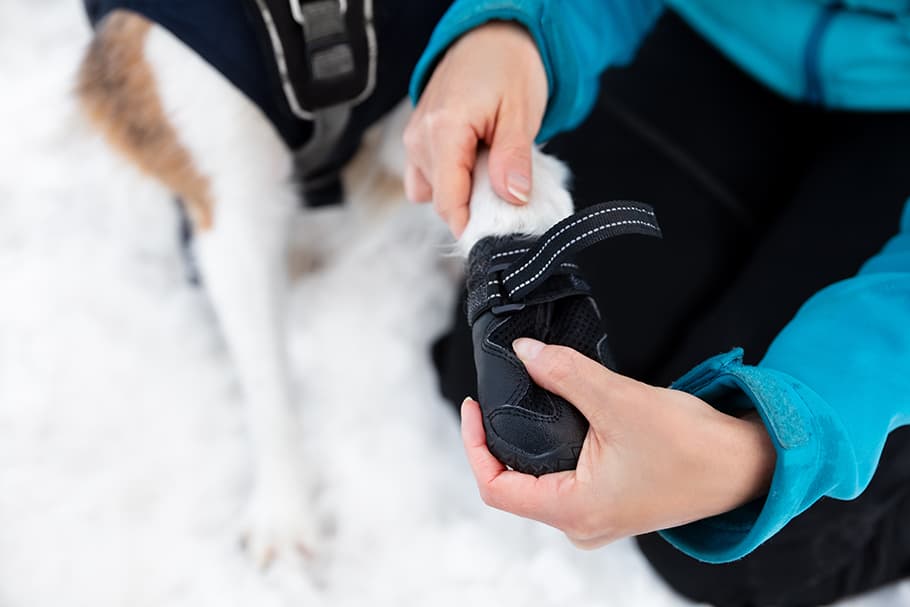 Schnee und Eis: So schützt du deinen Hund im Winter
